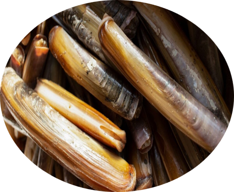 Peneliti UM Olah Kerang Bambu Jadi Katalis Ramah Lingkungan